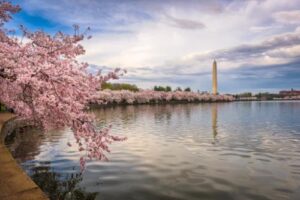 cherry blossoms near psychiatry provider