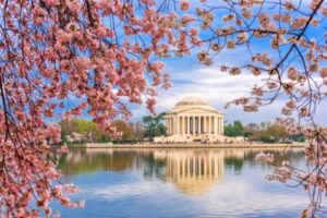 image of cherry trees and the jefferson memorial near Virginia and Maryland mental health treatment centers